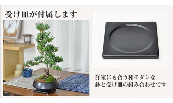 特選五葉松の盆栽を販売｜入門は盆栽妙 – 盆栽妙 本店