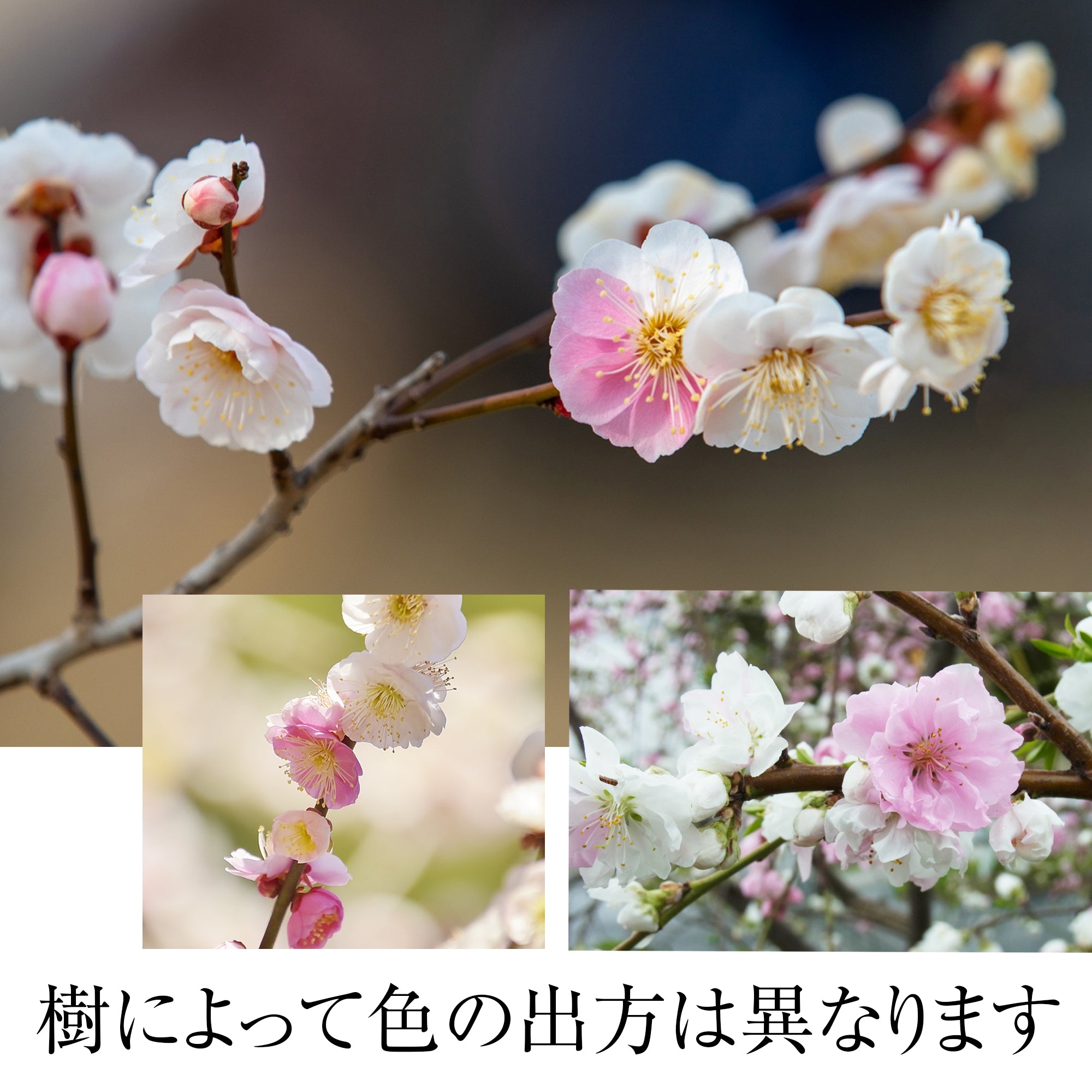 ミニ紅白梅の盆栽を販売｜入門は盆栽妙 – 盆栽妙 本店