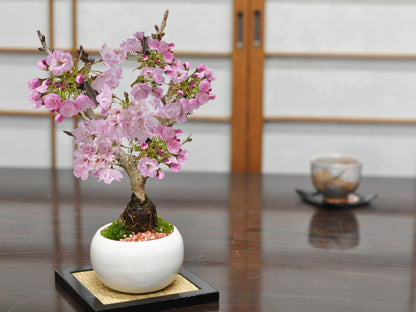 桜のモダン盆栽 白玉鉢