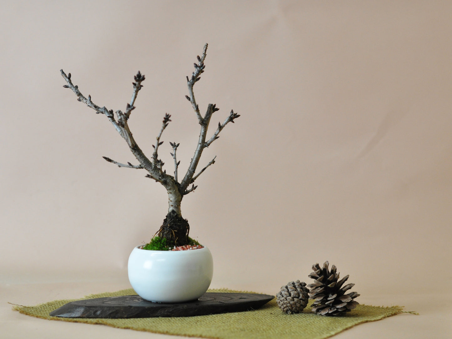 桜のモダン盆栽 白玉鉢