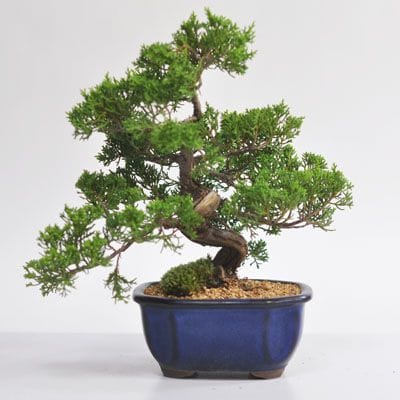 盆栽の福袋を販売｜盆栽妙 – 盆栽妙 本店