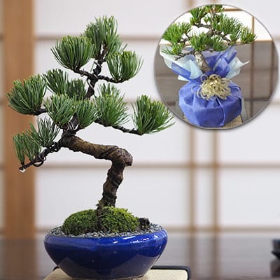 和三盆クッキーと五葉松 太鼓鉢