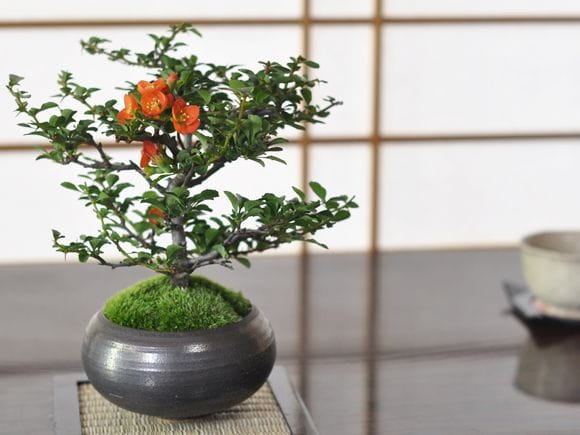 大切な方に贈る特選長寿梅の盆栽を販売｜入門は盆栽妙 – 盆栽妙 本店