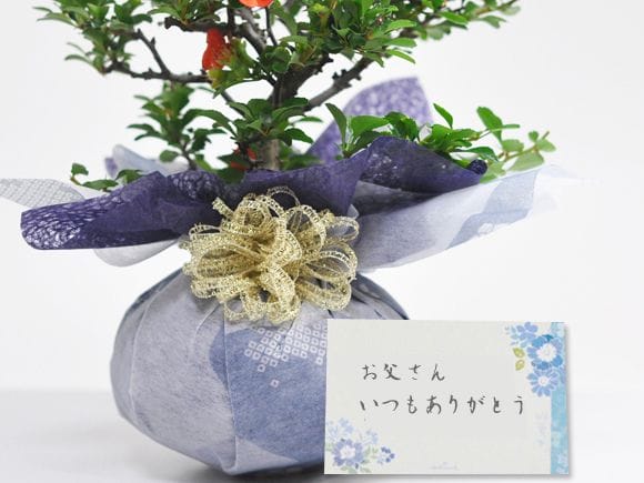 大切な方に贈る特選長寿梅の盆栽を販売｜入門は盆栽妙 – 盆栽妙 本店