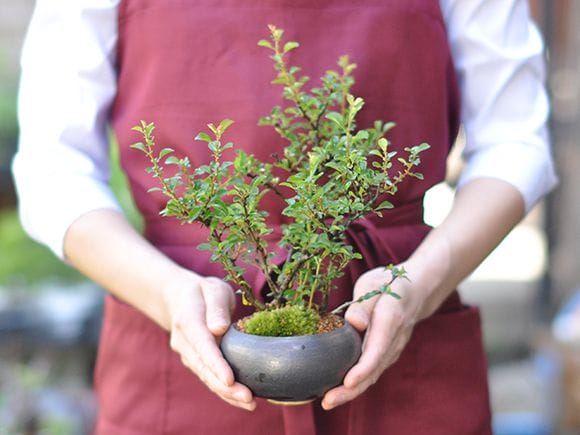 大切な方に贈る特選長寿梅の盆栽を販売｜入門は盆栽妙 – 盆栽妙 本店