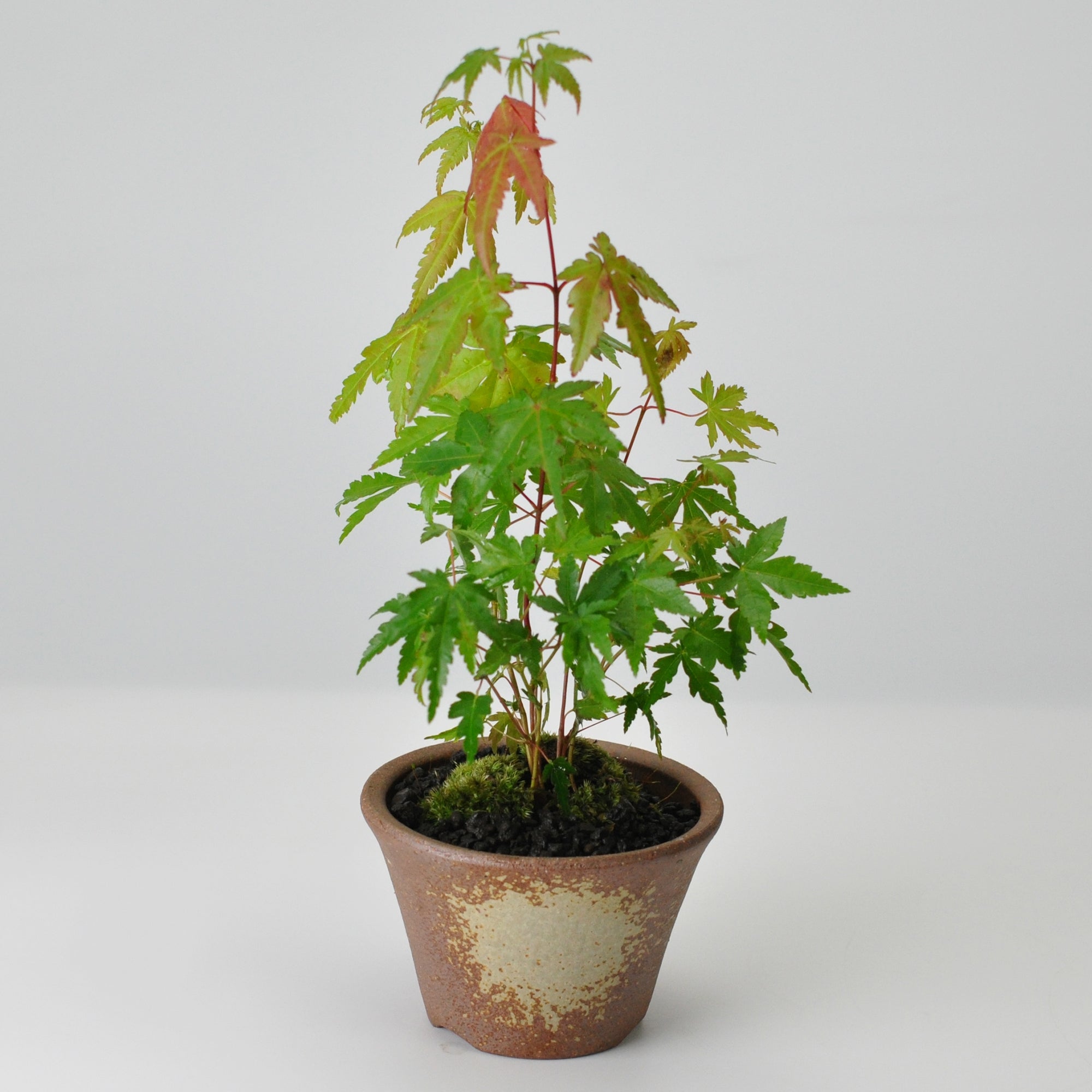 【ビンテージ】美峰 乾山 紅葉柄丸鉢 山もみじ ハケメ丸鉢を販売｜入門は盆栽妙 – 盆栽妙 本店