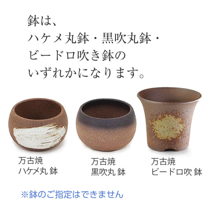 山もみじ　ハケメ丸鉢