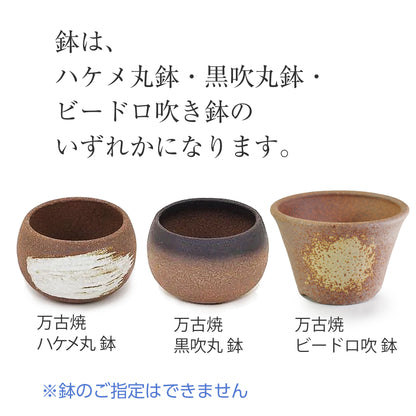 山もみじ　ハケメ丸鉢