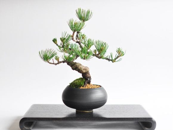 枝ぶりの良い五葉松の盆栽 丸和鉢仕立てを販売｜入門は盆栽妙 – 盆栽妙