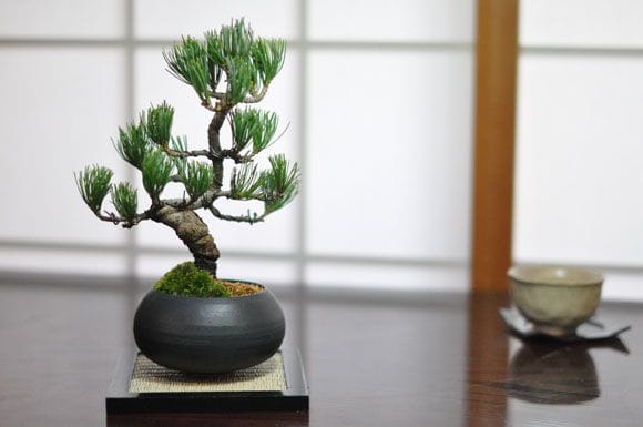 枝ぶりの良い五葉松の盆栽 丸和鉢仕立てを販売｜入門は盆栽妙 – 盆栽妙