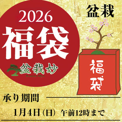 盆栽の福袋
