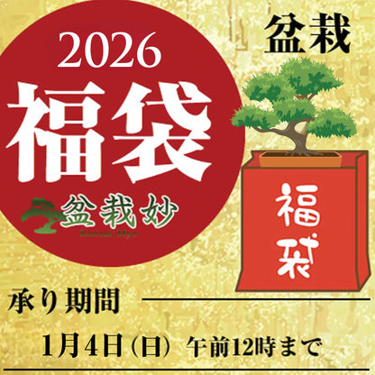 至高の盆栽の福袋