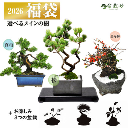 至高の盆栽の福袋