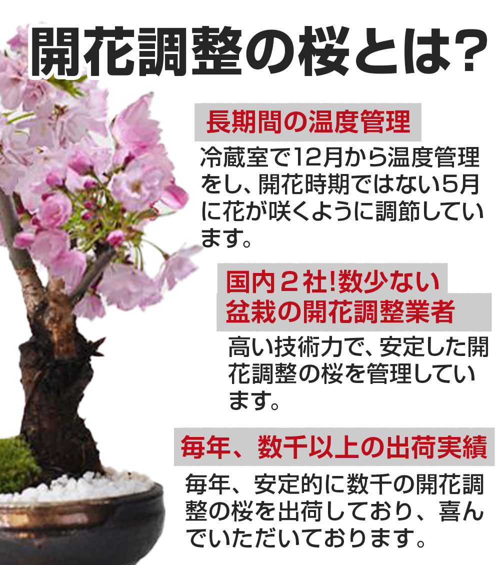 【開花調整】遅咲きの桜盆栽 2本立ち 漆黒浅丸【受皿付き】