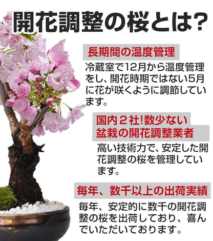 【開花調整】遅咲きの桜盆栽 2本立ち 漆黒浅丸【受皿付き】