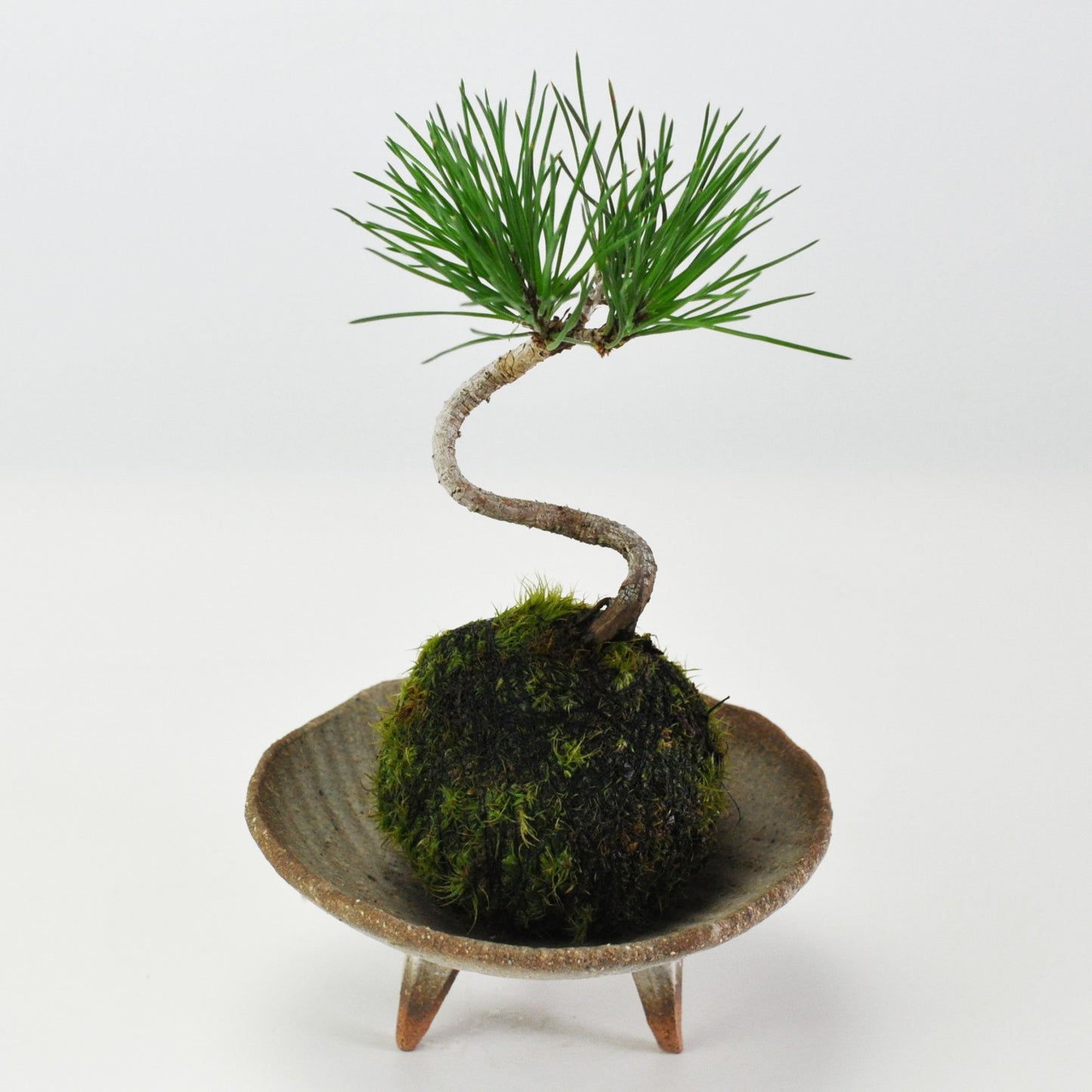 ミニ黒松の苔玉