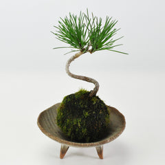 ミニ黒松の苔玉