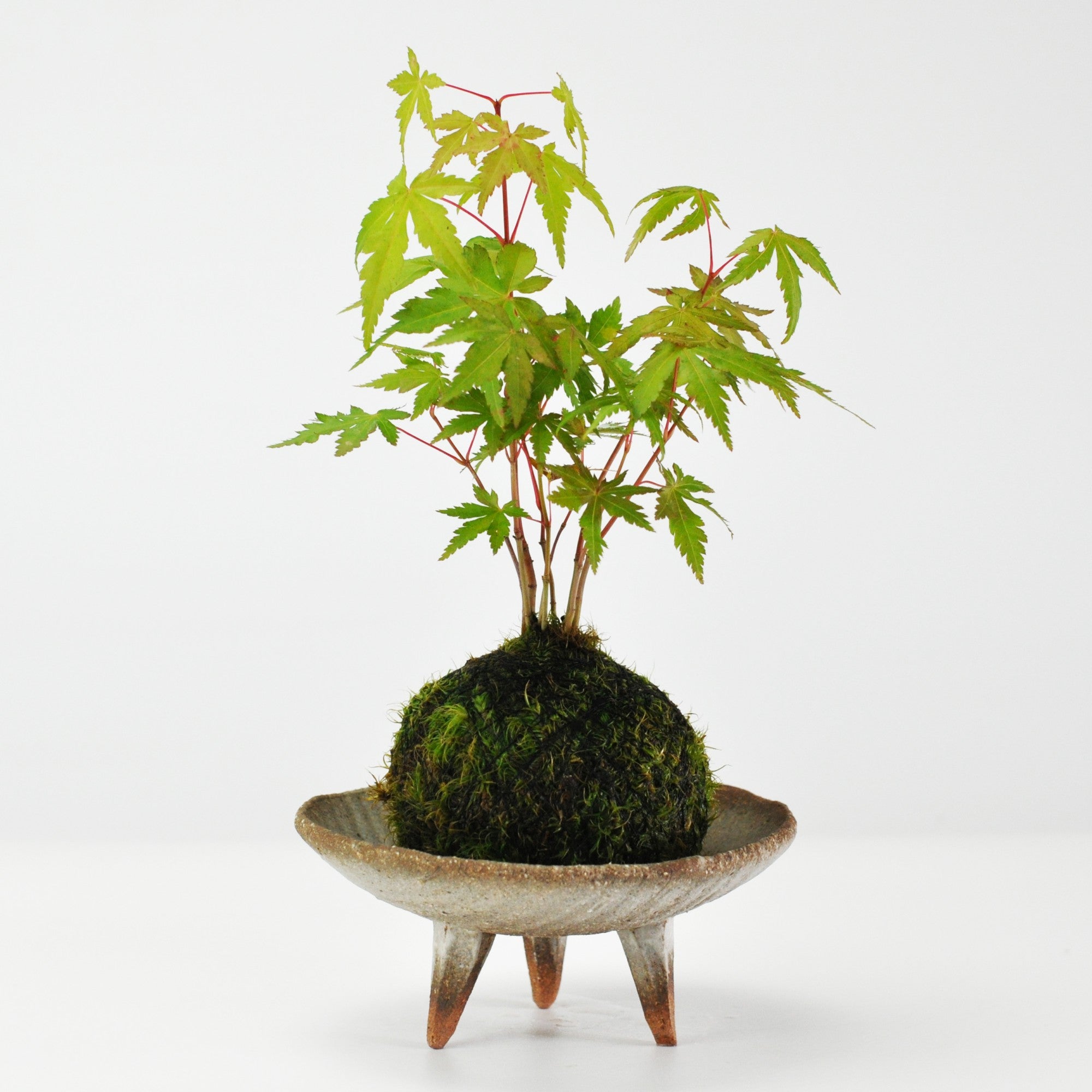 紅葉の苔玉