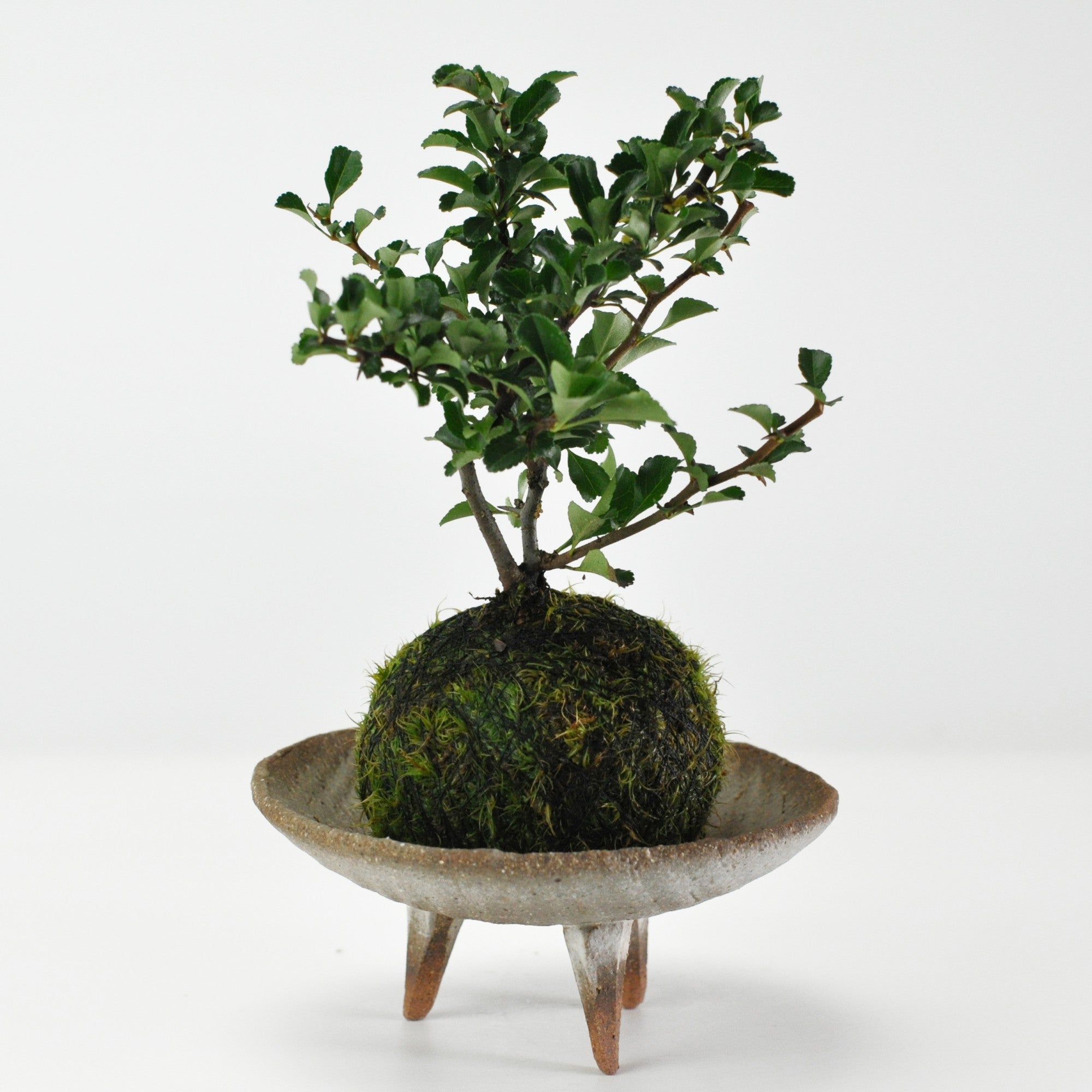 長寿梅の苔玉