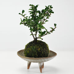 長寿梅の苔玉