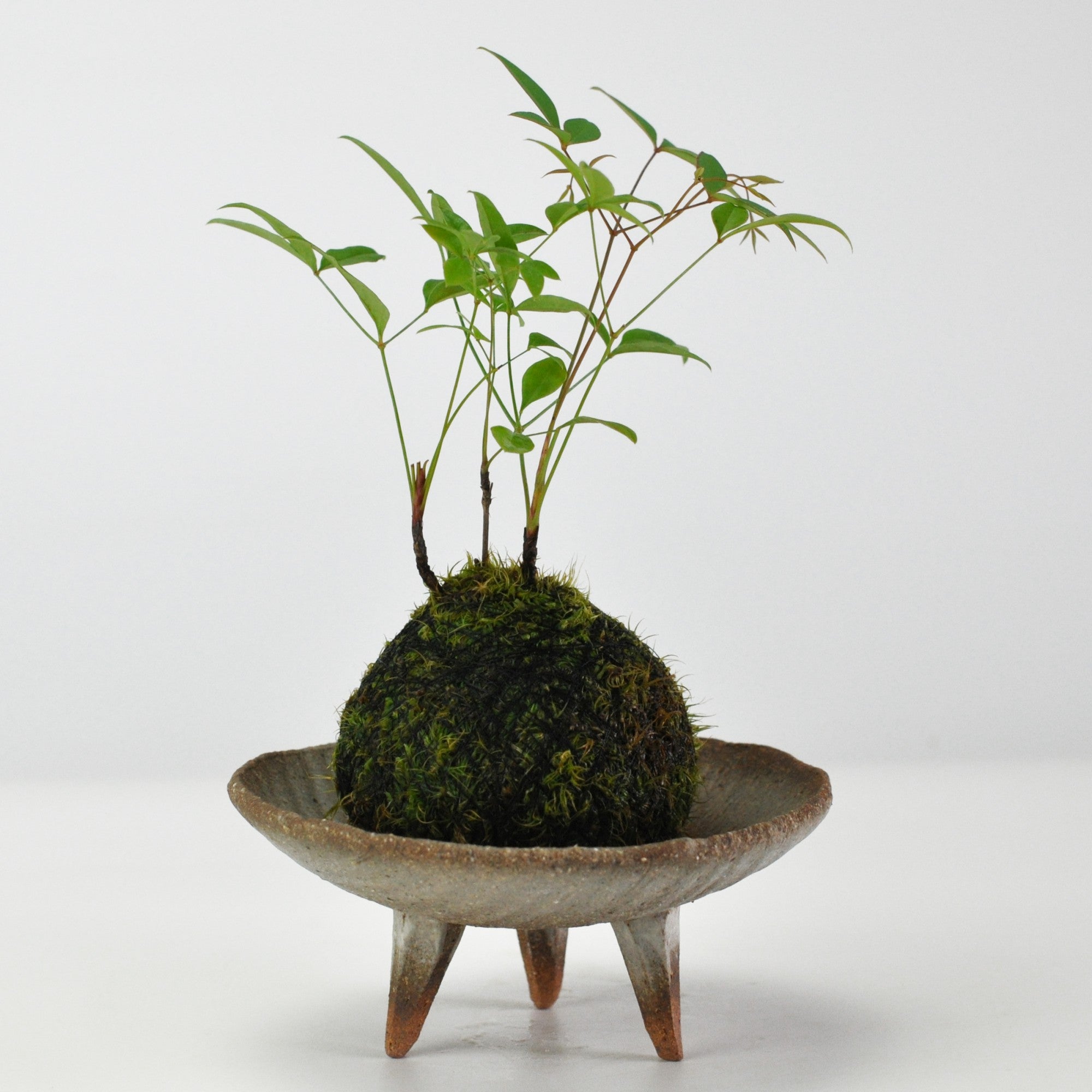 南天の苔玉