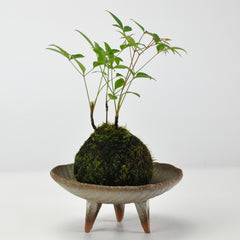 南天の苔玉