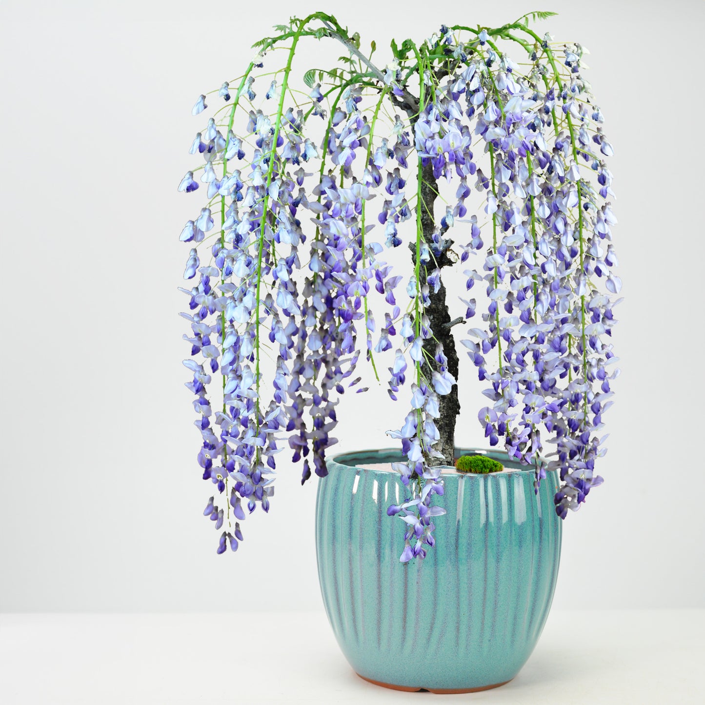 【母の日】5月開花 遅咲きの藤盆栽