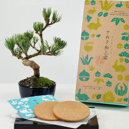 和三盆ゴーフレットとミニ五葉松 丸小鉢