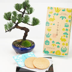 和三盆ゴーフレットと五葉松 太鼓鉢