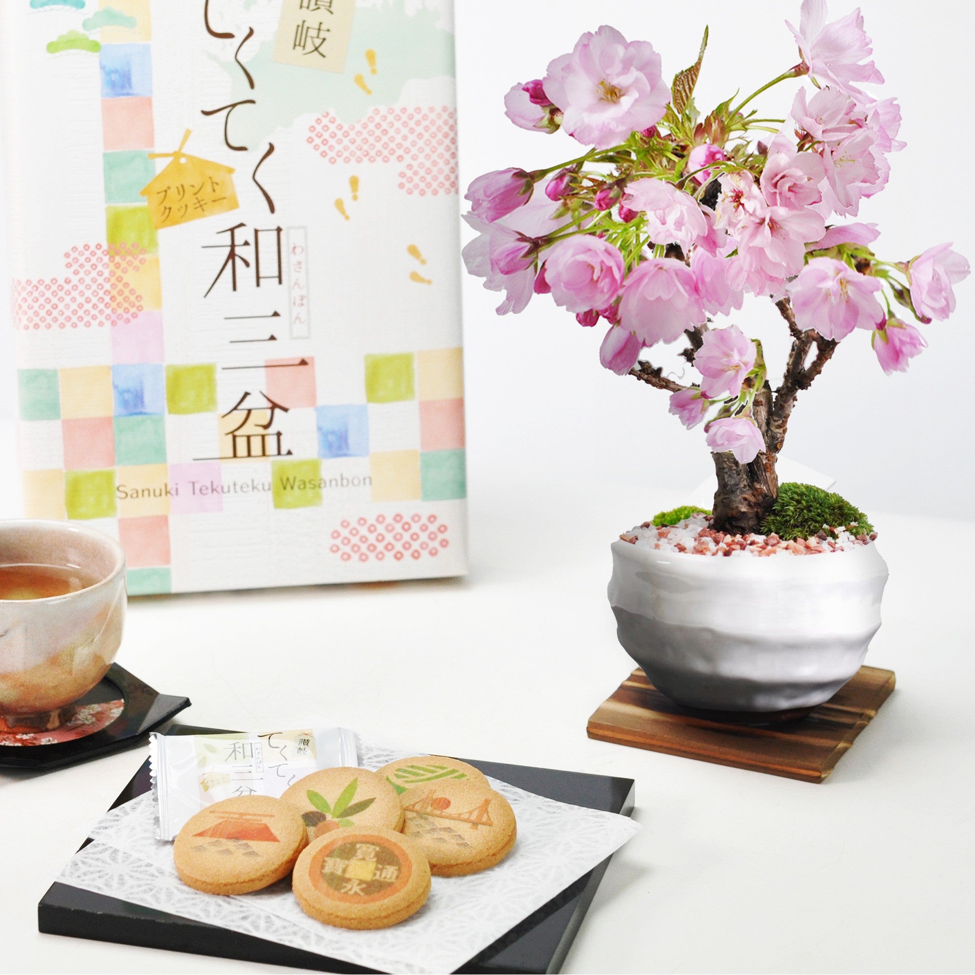 和三盆クッキーと開花調整5月に咲くミニ桜