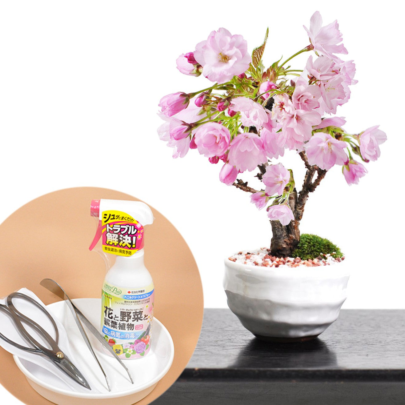【母の日】開花調整5月に咲くミニ桜とはじめての4点道具セット