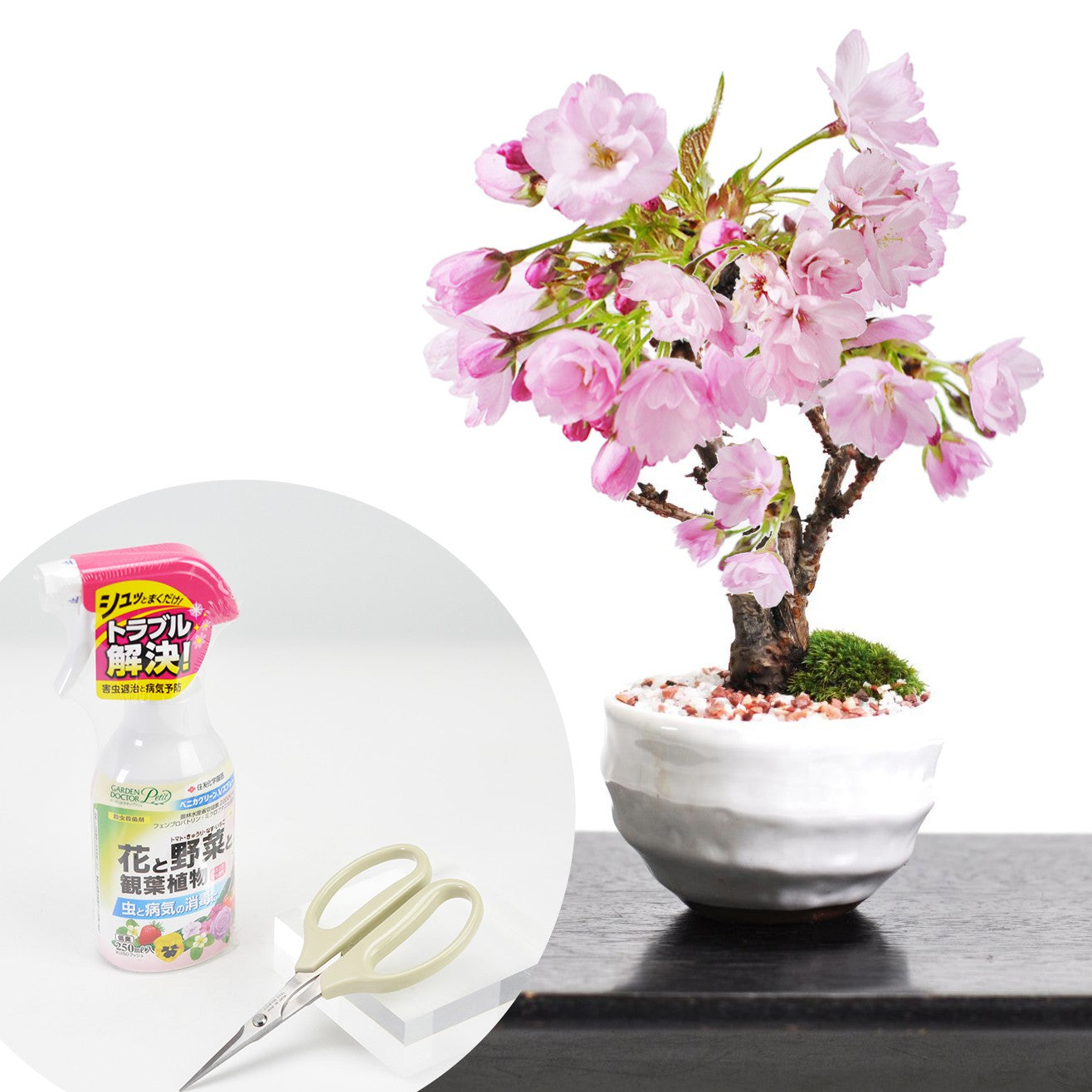 【母の日】開花調整5月に咲くミニ桜と必携道具２点セット