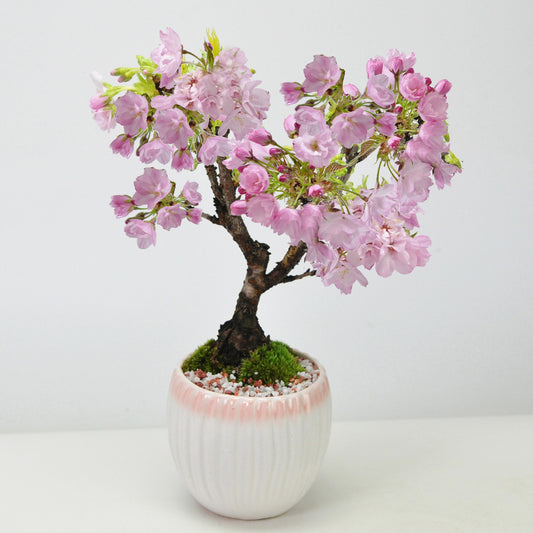 開花調整 5月に咲く桜 白桃モダン鉢
