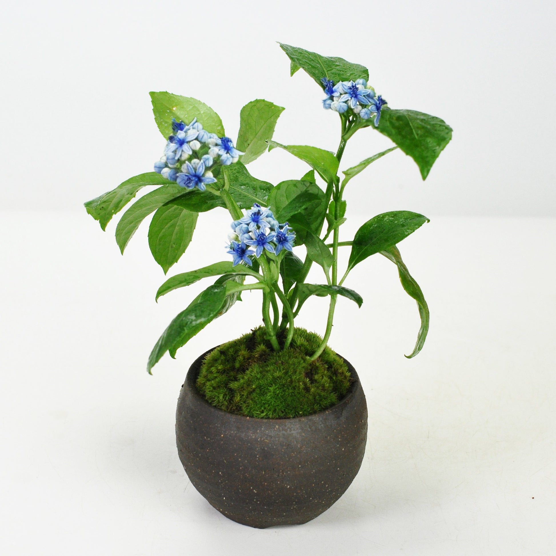 紫陽花（アジサイ）