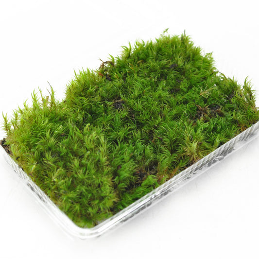 カモジゴケ(髢苔)