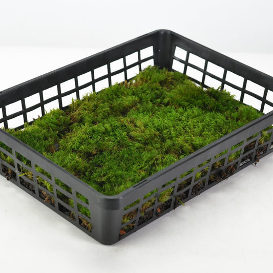 カモジゴケ(髢苔)