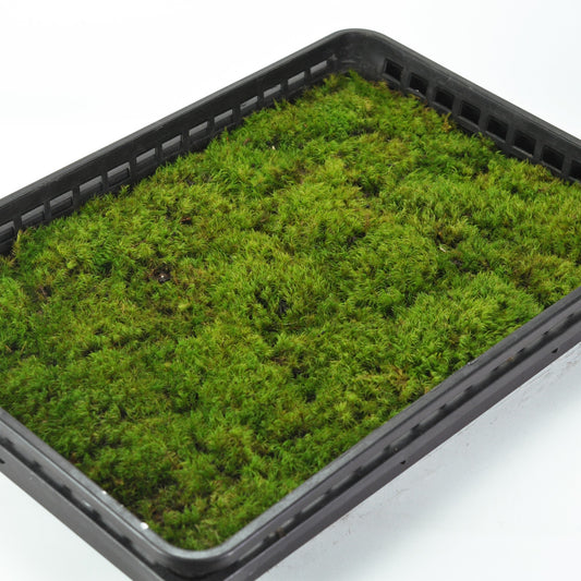 カモジゴケ(髢苔)