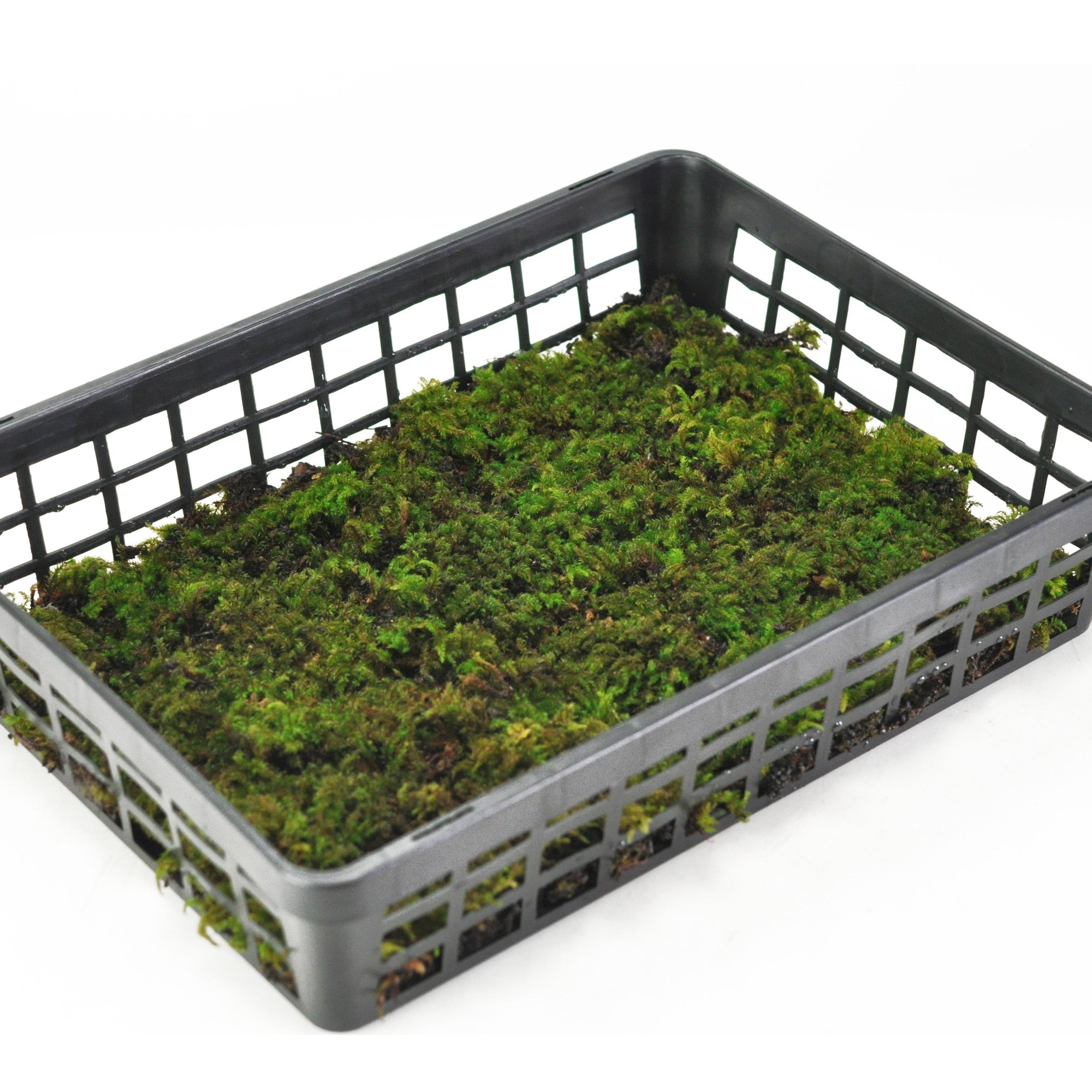 海苔 SHINYA KOZUKA(シンヤコヅカ) 25SSORDINARY HOME BAGGY