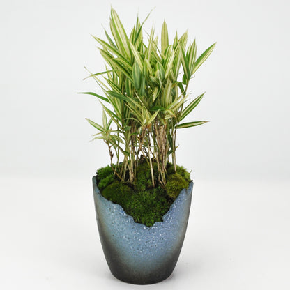 草