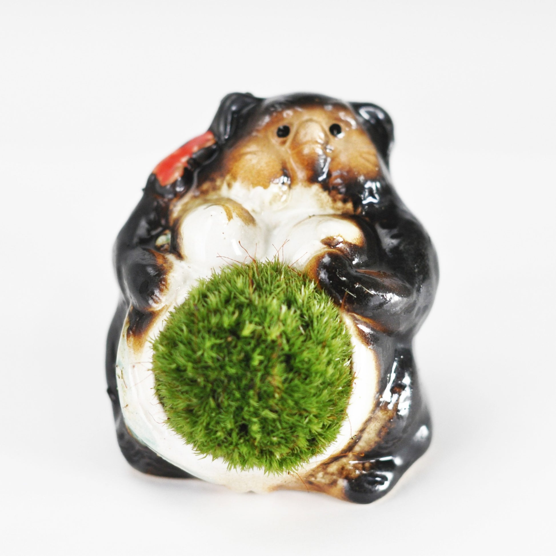 たぬきの苔盆栽