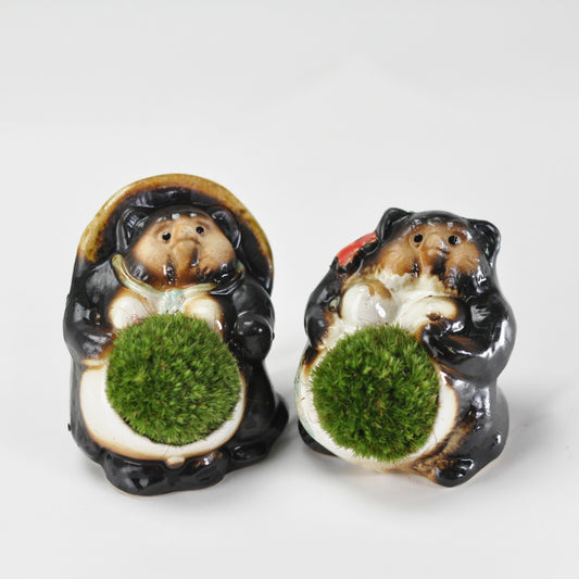 たぬきの苔盆栽