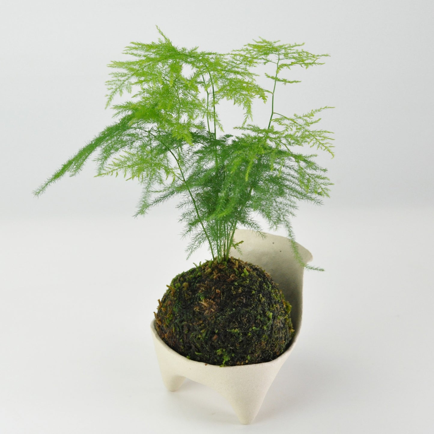 草盆栽