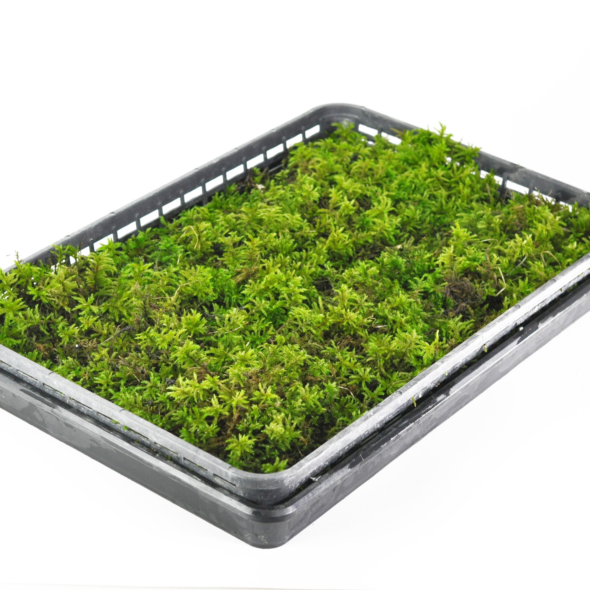 コウヤノマンネングサ(高野万年草)の販売|苔の盆栽妙 – 盆栽 コウヤノマンネングサ(高野万年草)の販売|苔の盆栽妙 – 盆栽