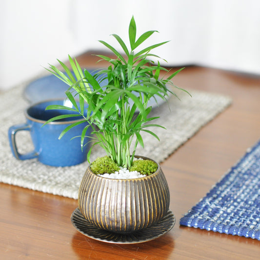 草盆栽
