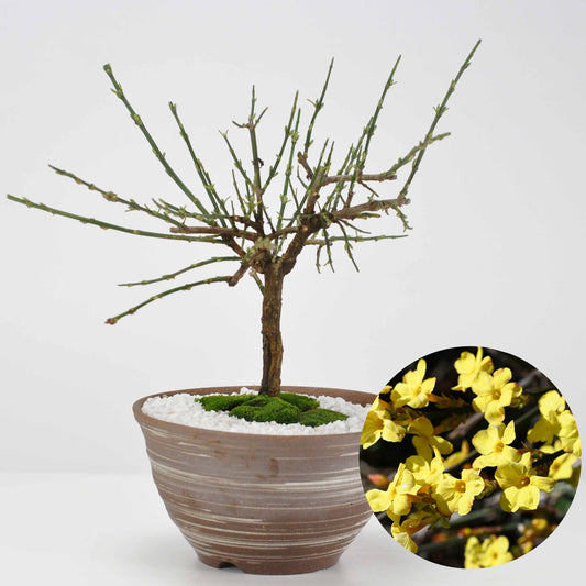 黄梅(おうばい) 刷毛目山草鉢