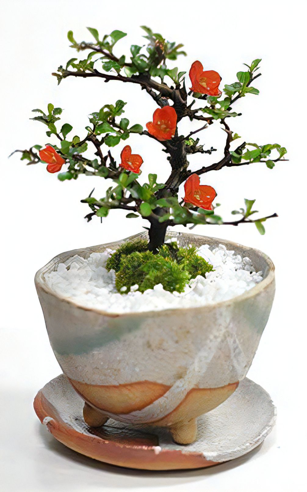 商品 – Page 72 – 盆栽妙 本店
