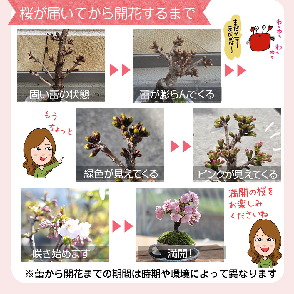 お試しのミニ桜｜盆栽妙 – 盆栽妙 本店