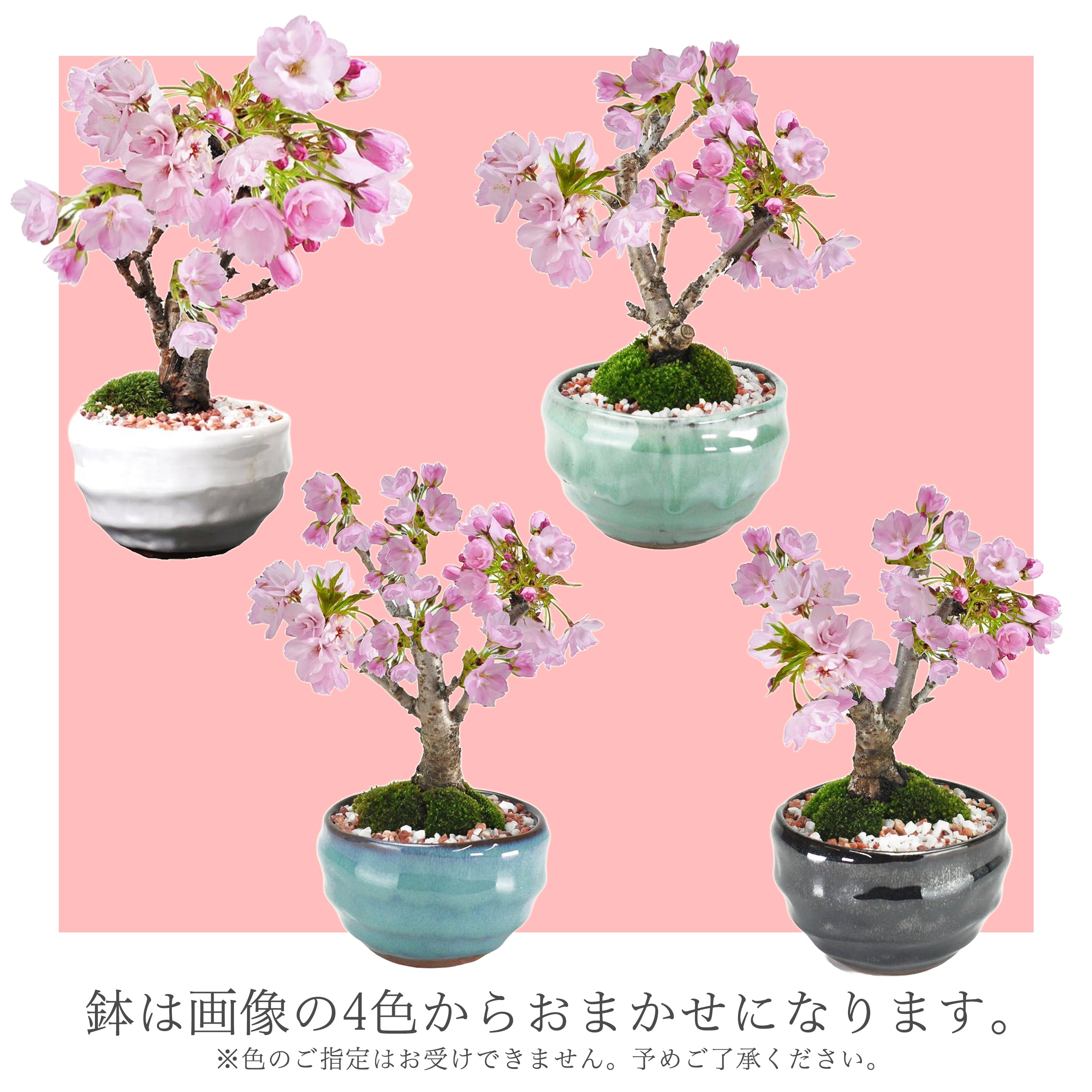 盆栽鉢 ⑫時代ミニ盆栽鉢希少お洒落な山房正方鉢他浅角切り長方鉢