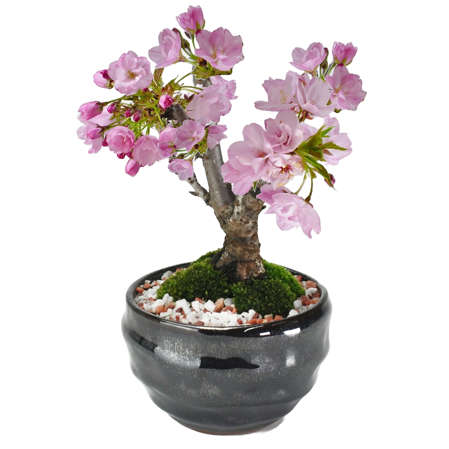 母の日 5月開花 遅咲きの満開ミニ桜の盆栽|プレゼントに盆栽妙 – 盆栽 母の日 5月開花 遅咲きの満開ミニ桜の盆栽|プレゼントに盆栽妙 – 盆栽