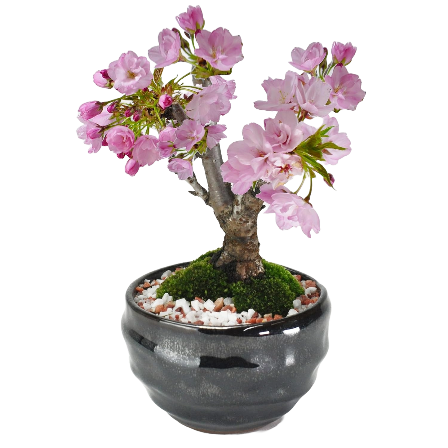 【母の日】5月開花 遅咲きの満開ミニ桜の盆栽  万古焼